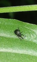 Holotrichapion aethiops